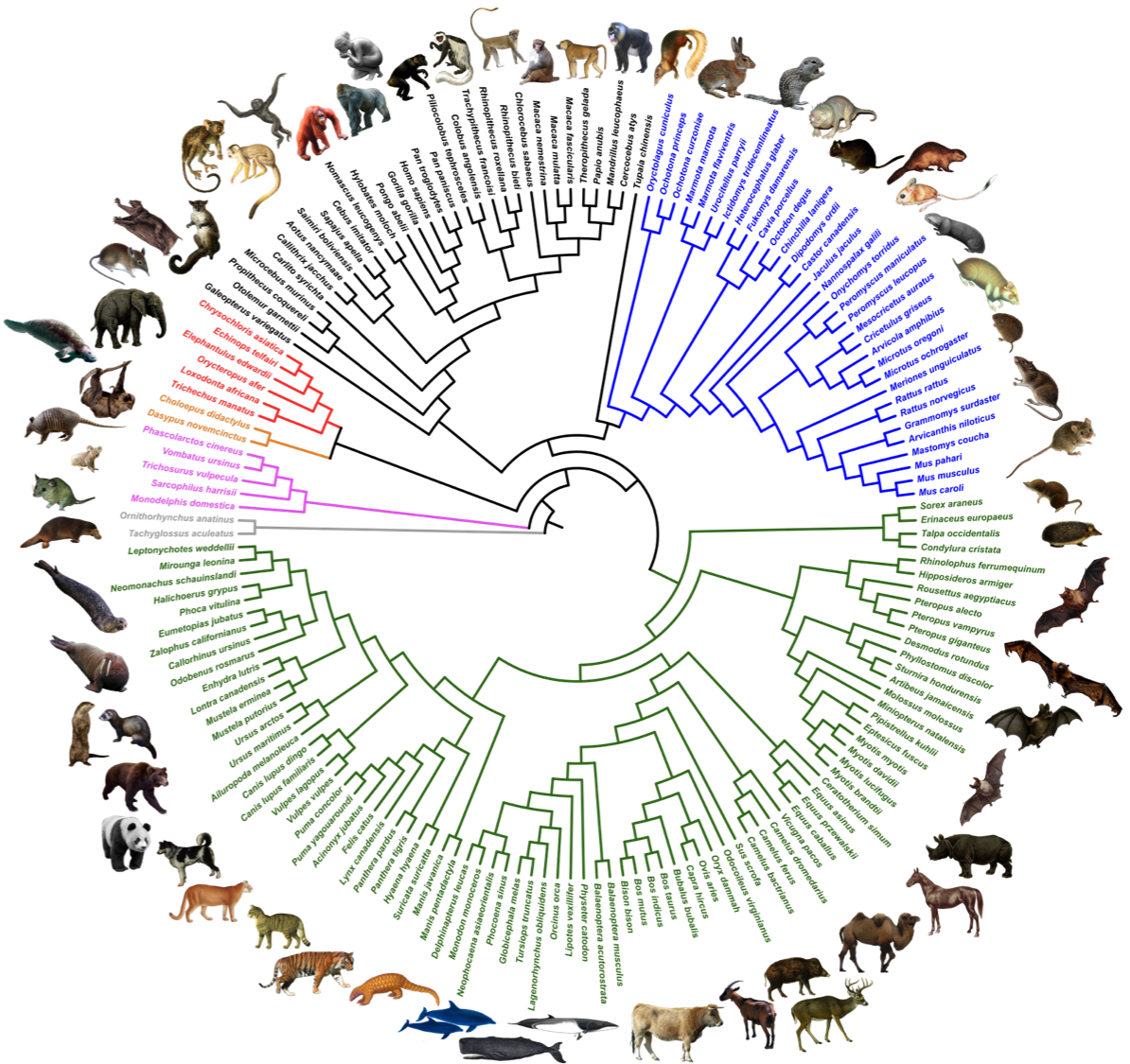 omm_v11a_162tax_ref_circular_tree_original.png